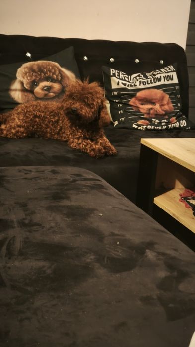 Cokapoo, cocapoo, cavapoo Gofer