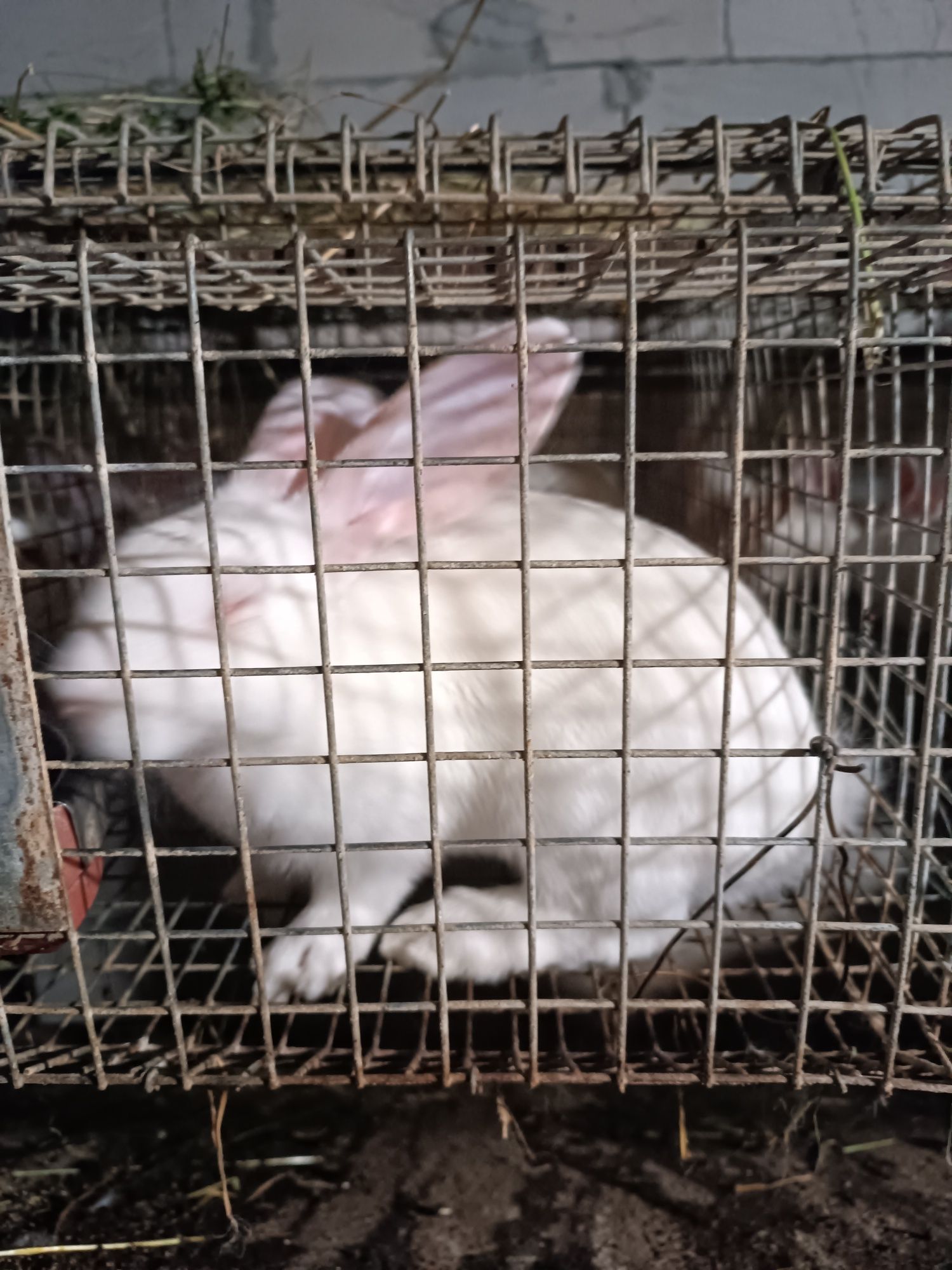 Продам кролики термонці