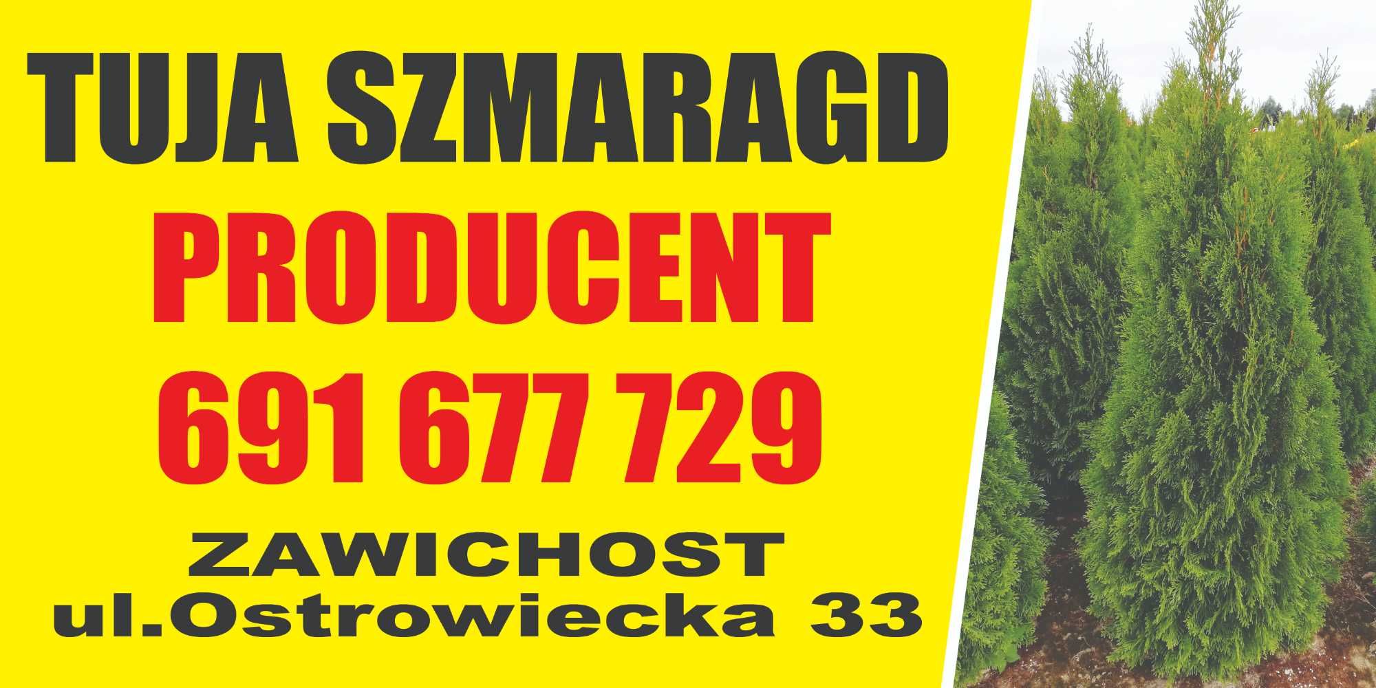 Thuja Tuja Tuje Szmaragd 150-160cm z gruntu PRODUCENT sadzimy