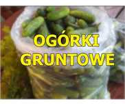 Ogórki gruntowe świeżo zrywane