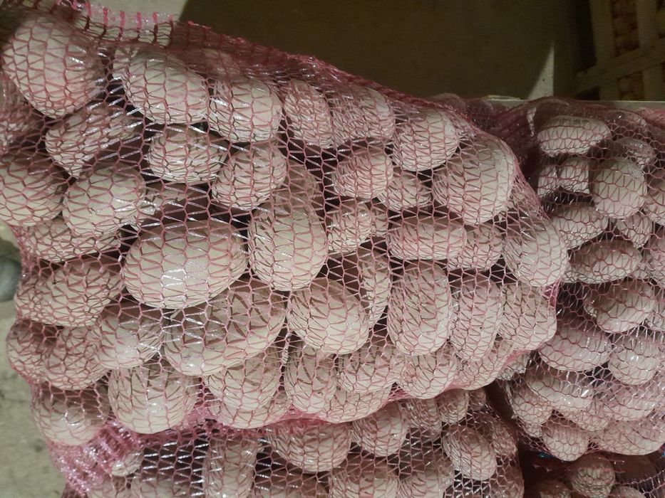 Ziemniaki Red Sonia, Soraya, Gala, Vineta, Corinna, Belmonda, Red Lad