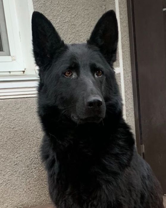 Продам цуценят Німецької вівчарки