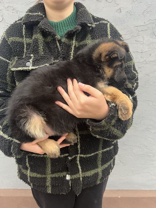 Цуциня німецької вівчарки