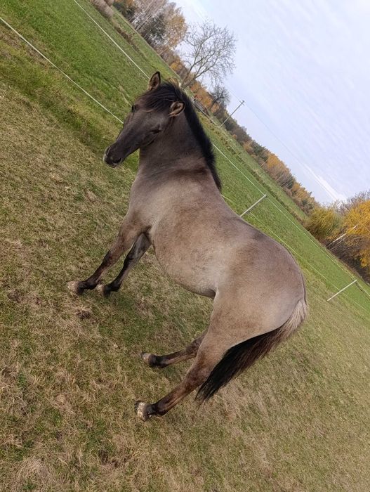 Sprzedam Koniki polskie