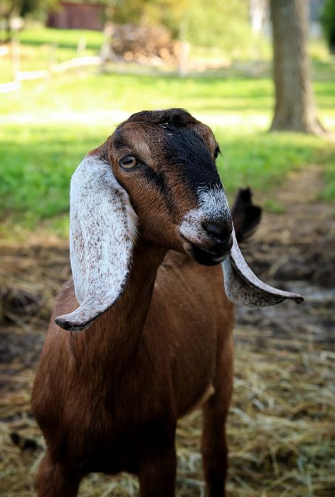 Śliczny koziołek anglonubijski