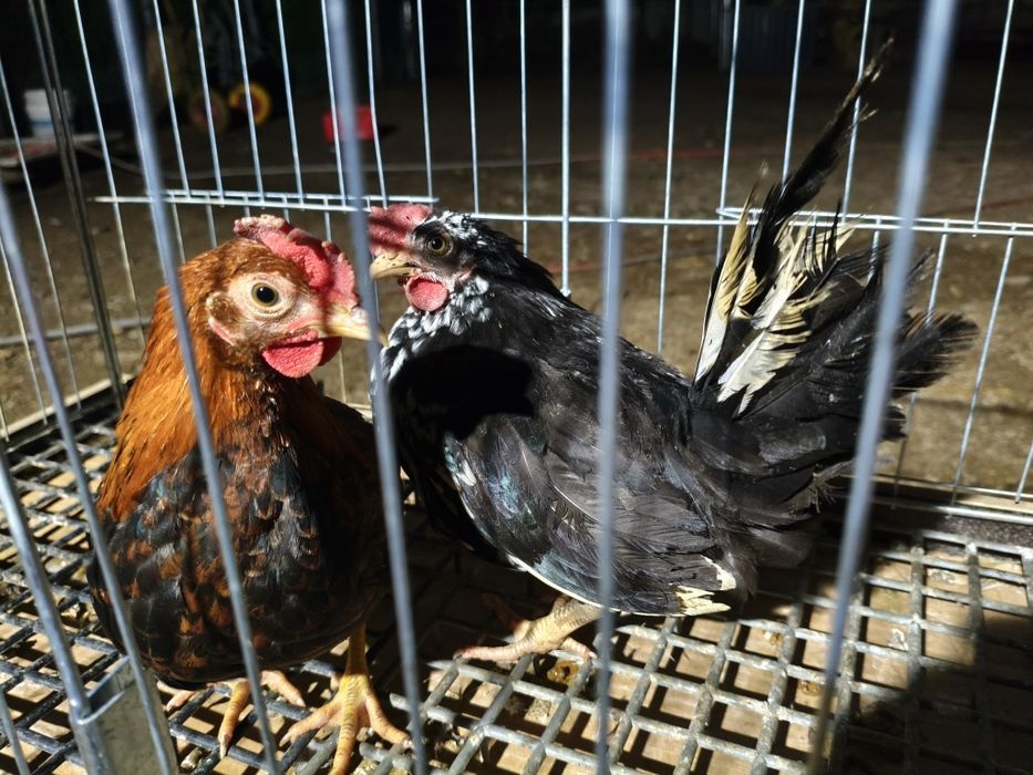 Liliputki Kurczęta 10 tygodniowe