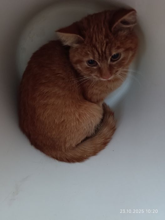 Віддам кошенят в добрі руки