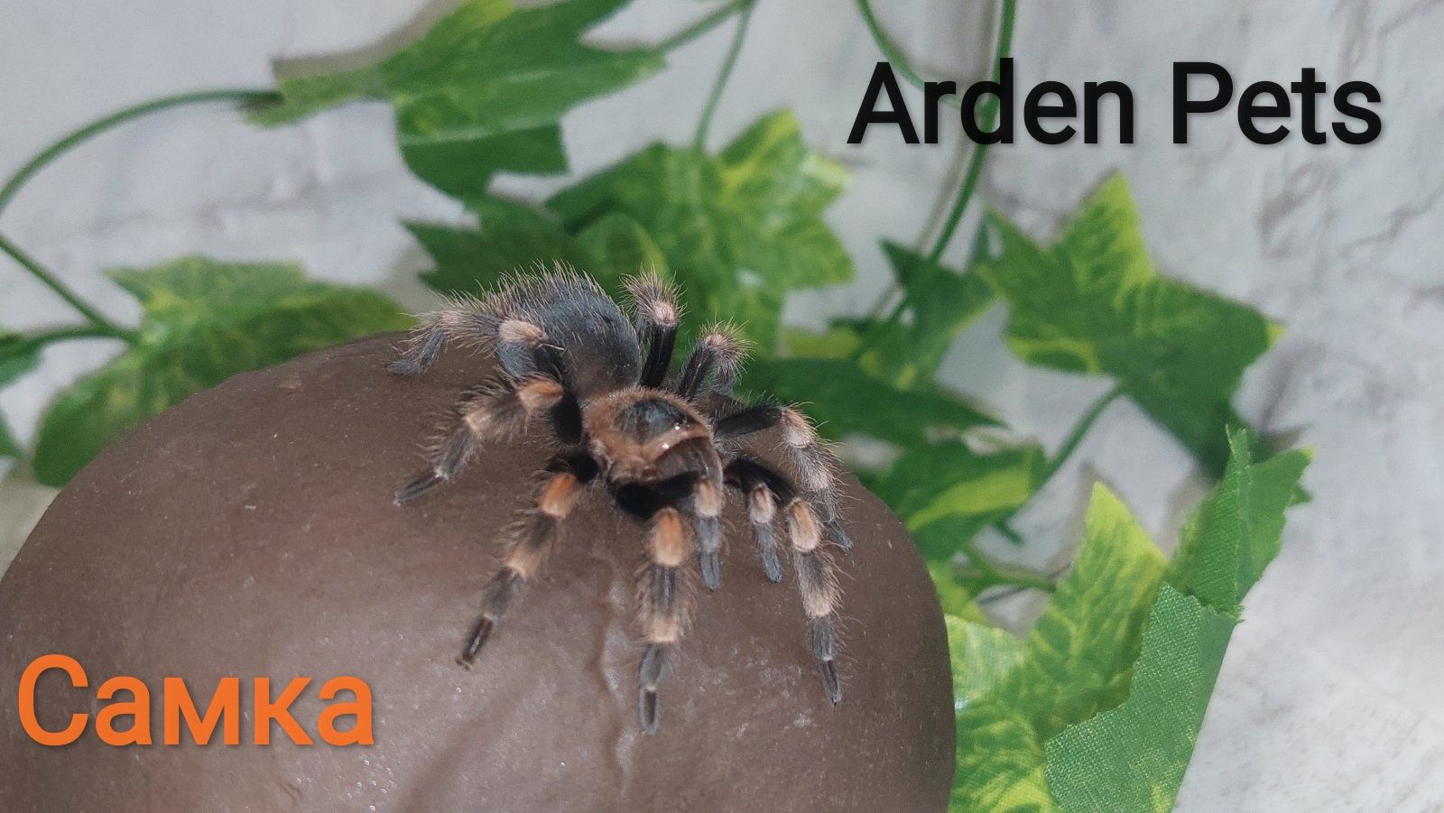 Паук-птицеед Брахипельма Смитти (Brachypelma smithi), самки 3-4 см