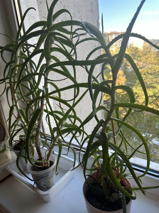 Алое деревоподібне 3+ років