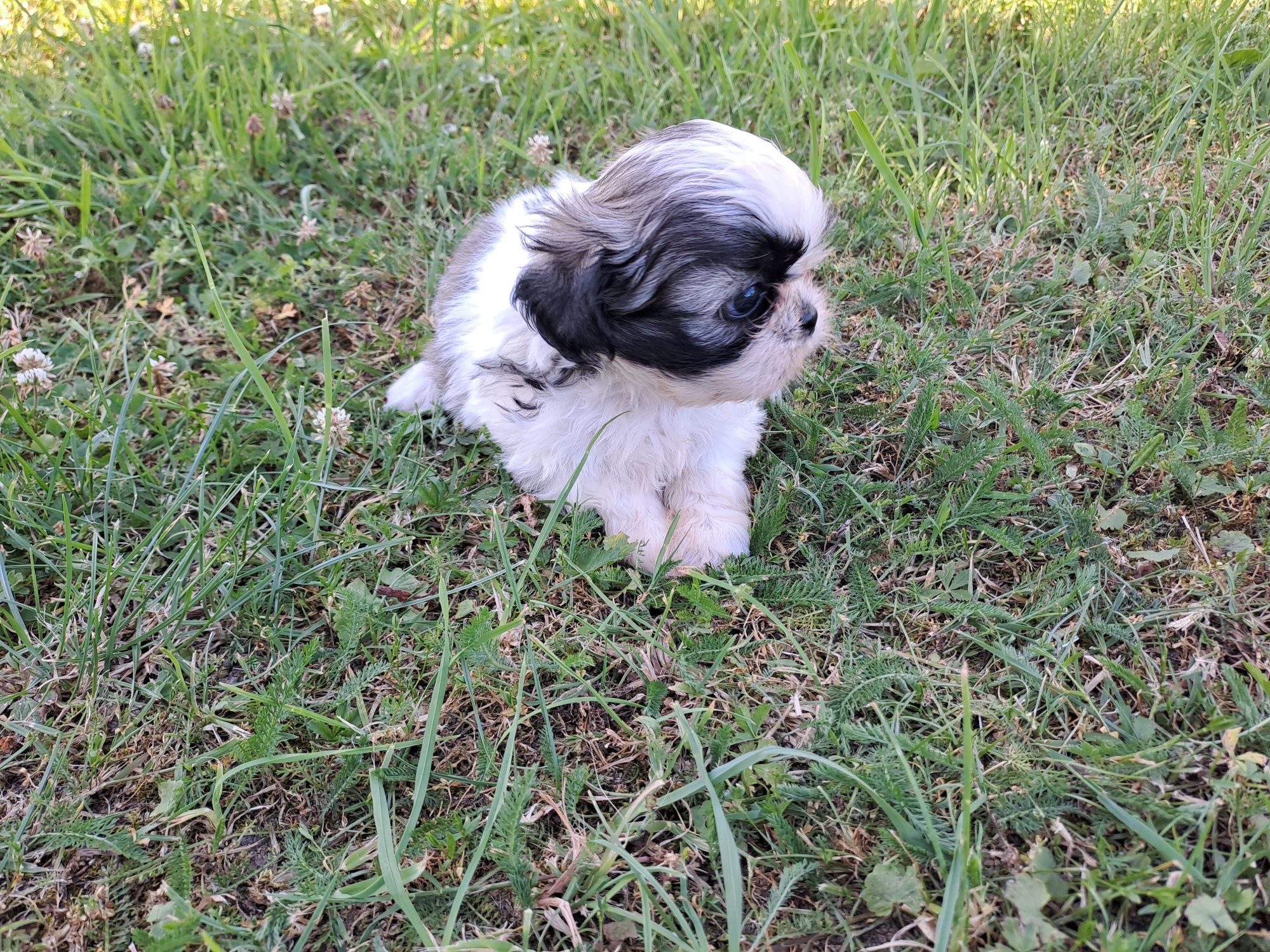 Shih-tzu słodziak sunia