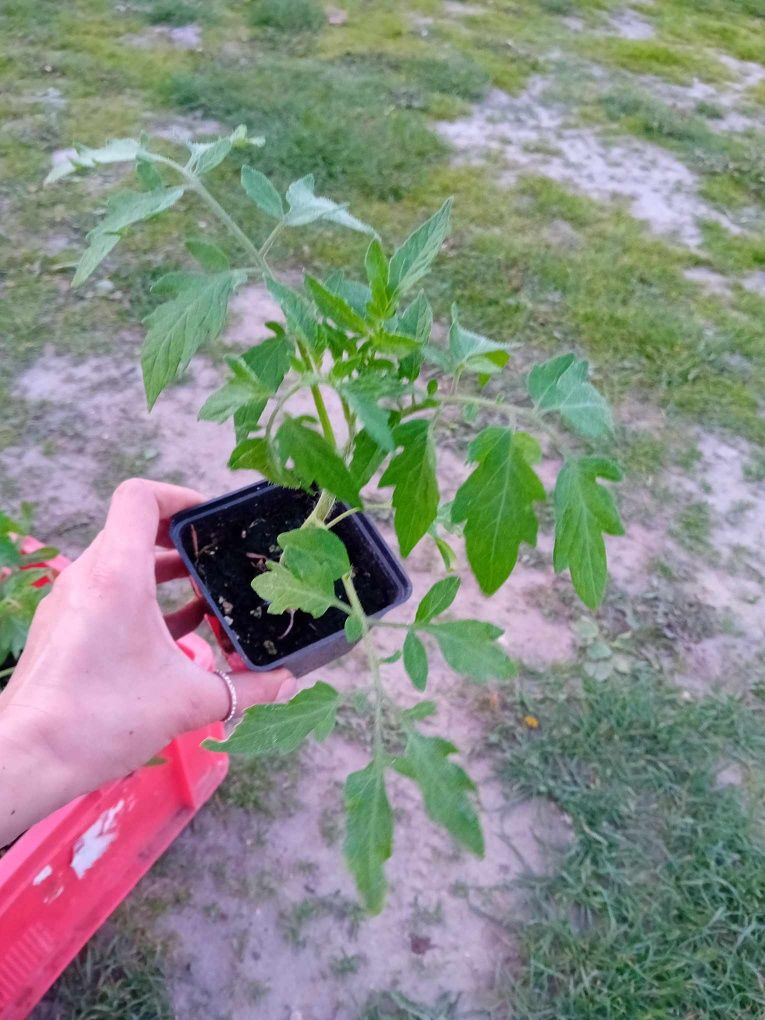 Ekologiczne sadzonki pomidor malinowy