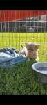 Sprzedam pieska Chihuahua
