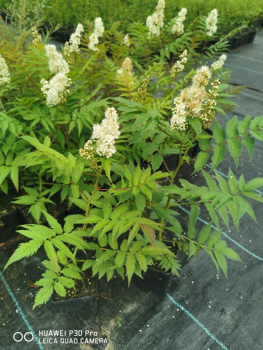 Tawlina Jarzębolistna Sorbaria