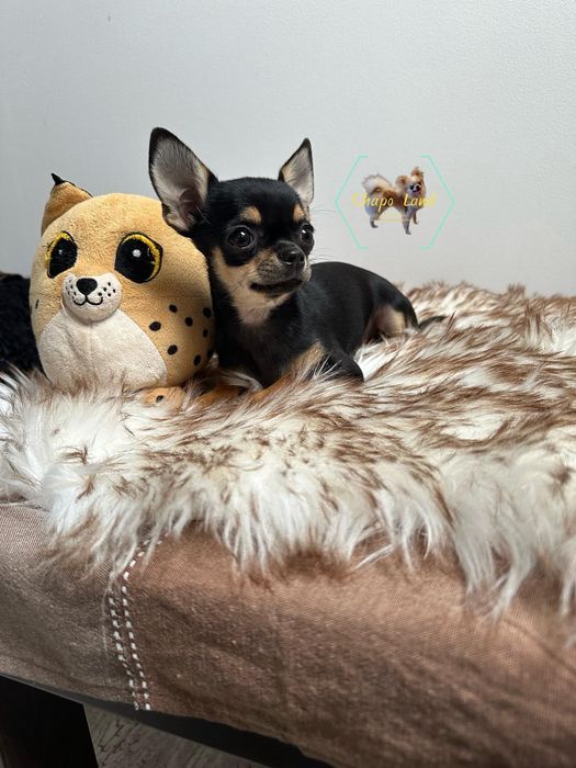 Chihuahua Suczka czarna podpalana krótkowłosa