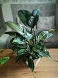 Filodendron birkin