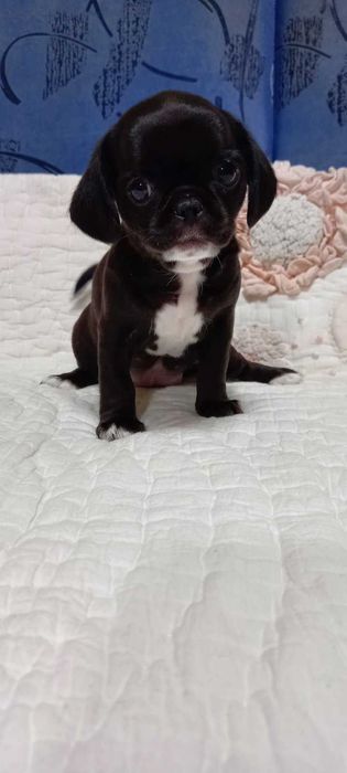 Девочка. привита по возрасту. Вет паспорт.