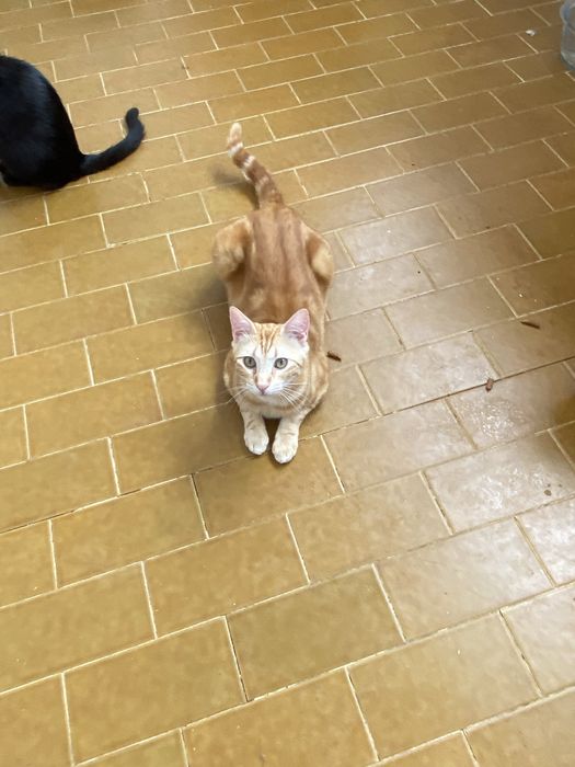 Gatinhos para adoção responsável