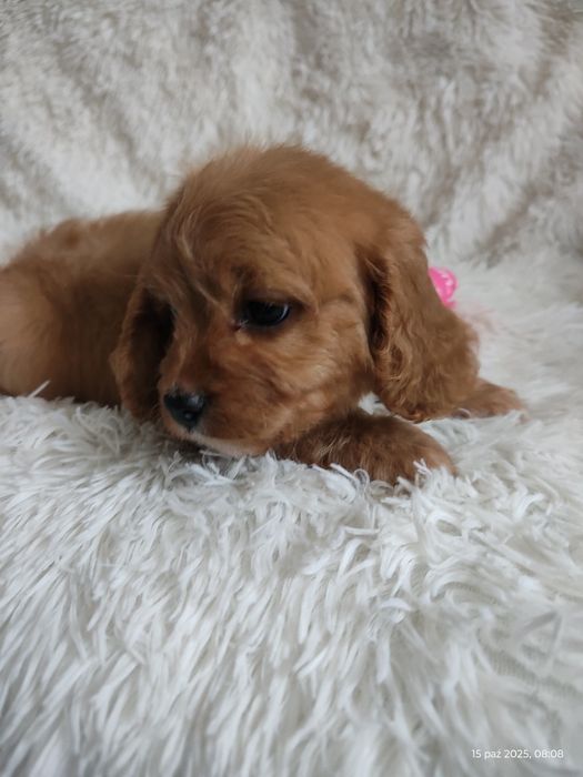**Cavapoo Piesek **