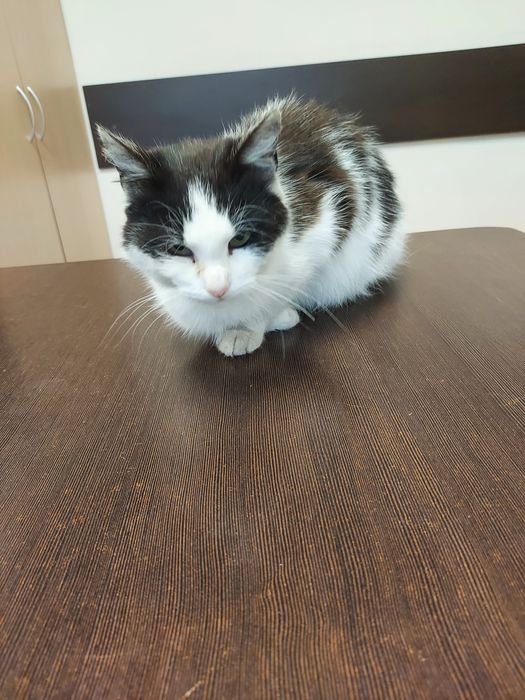 Kotki  oddam za darmo