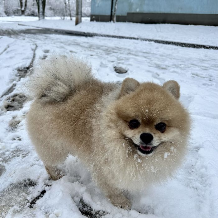 Вʼязка Померанський шпіц