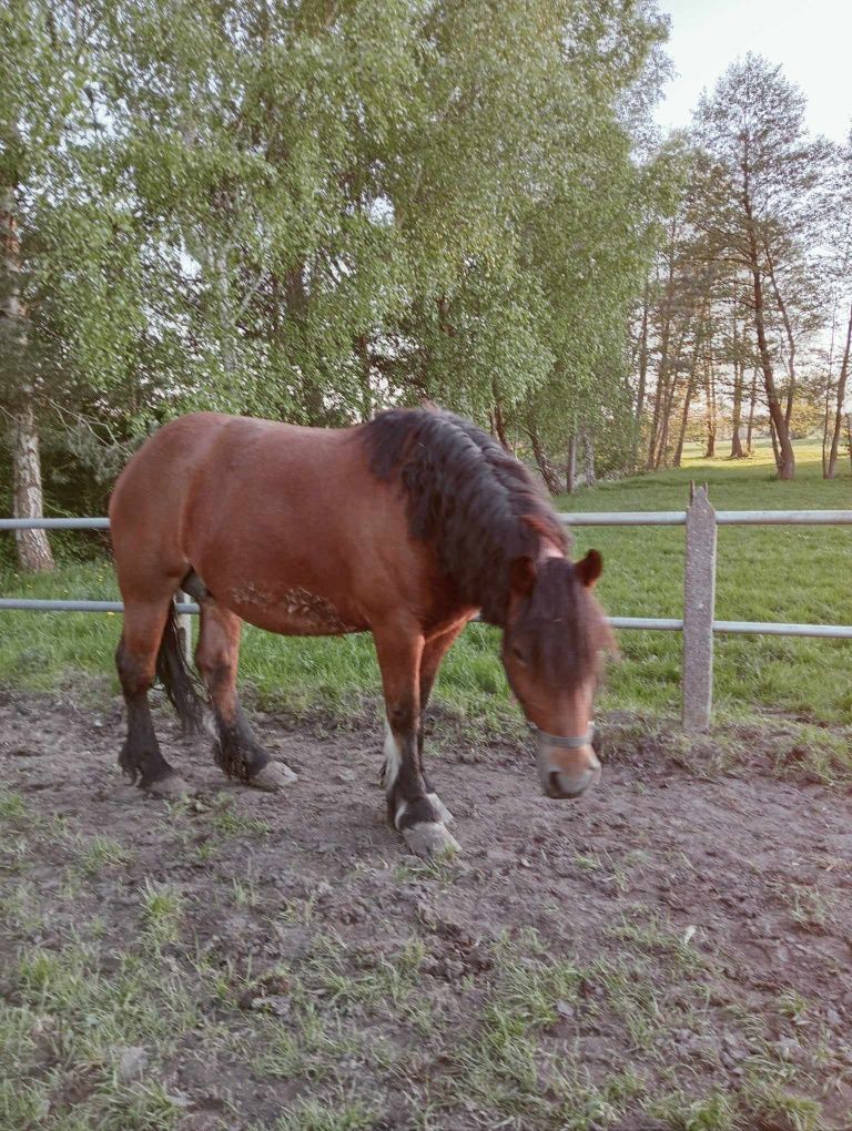 Sprzedam konie-Klacz zaźrebiona i źrebaki (CENA W OPISIE)