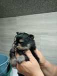 Szpic miniaturowy pomeranian chłopak
