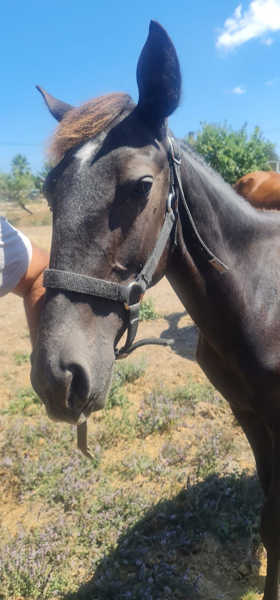 poldro de ano lusitano