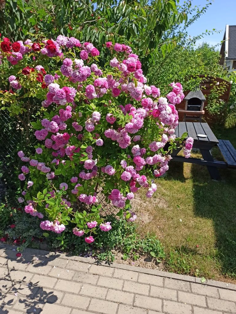 . Dziwnówek, domek wczasowy