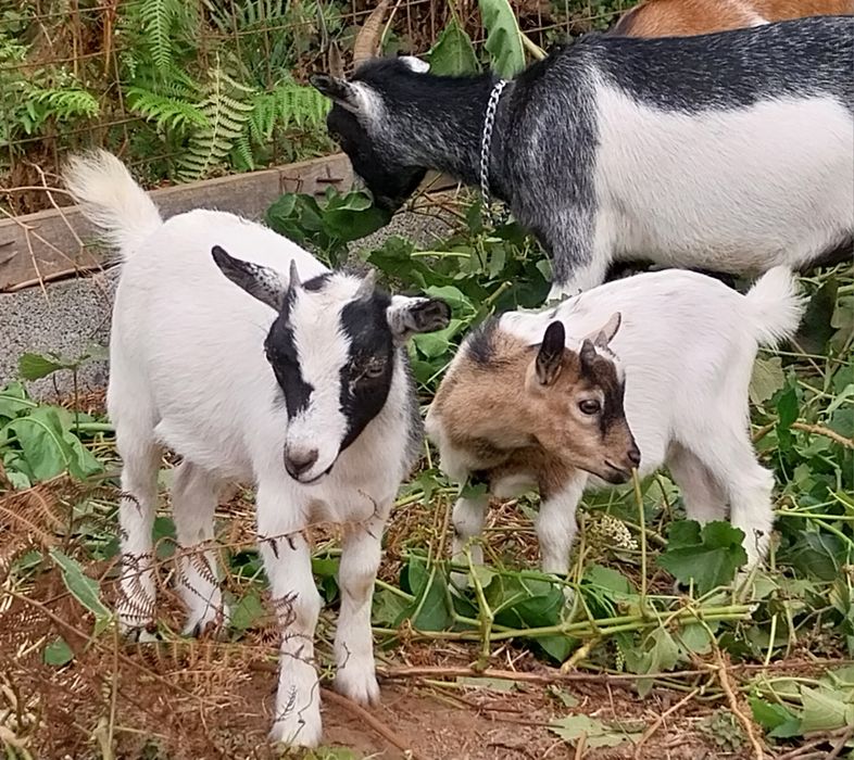 Cabras micro anãs