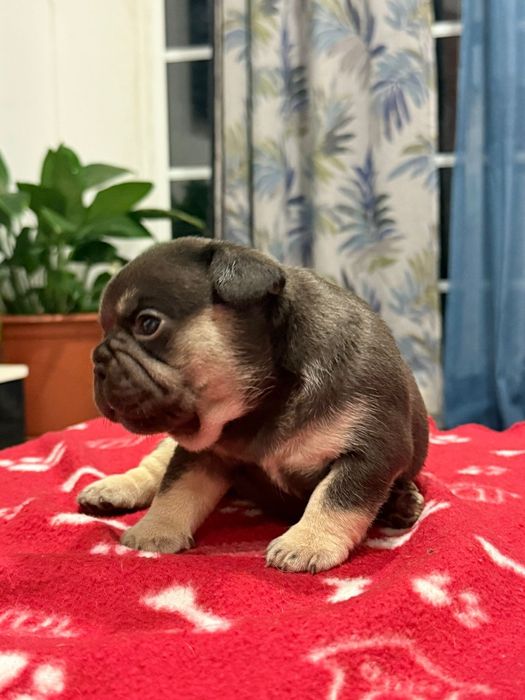 Buldogue Frances Black and Tan