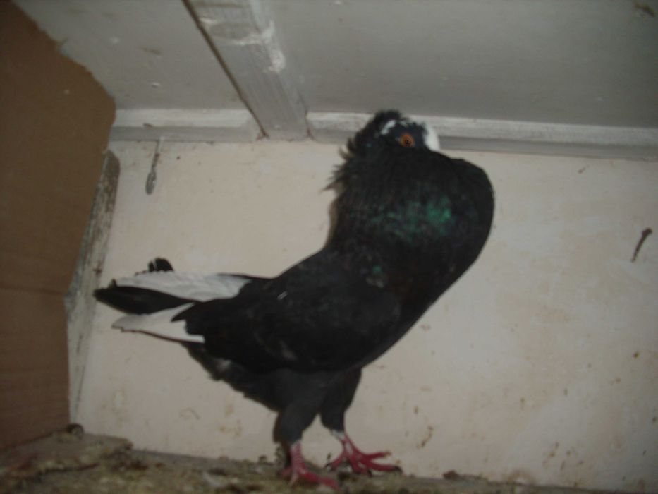 golebie ozdobne garlacze gornoslaskie samiec 2025r