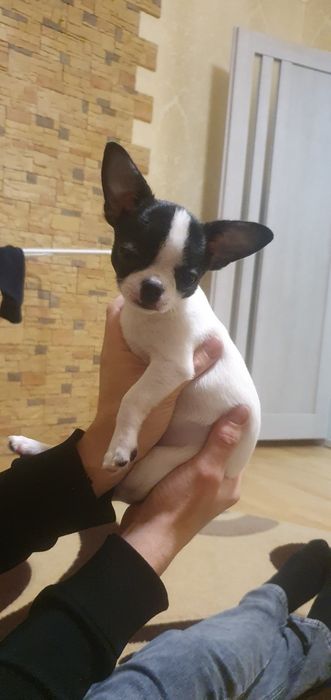 Чихуахуа хлопчик міні