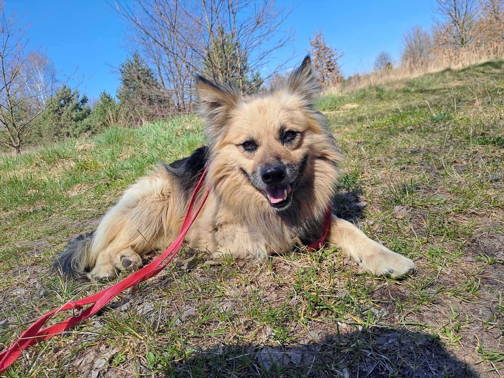 Tedi  -  fajny kudłaty kundelek