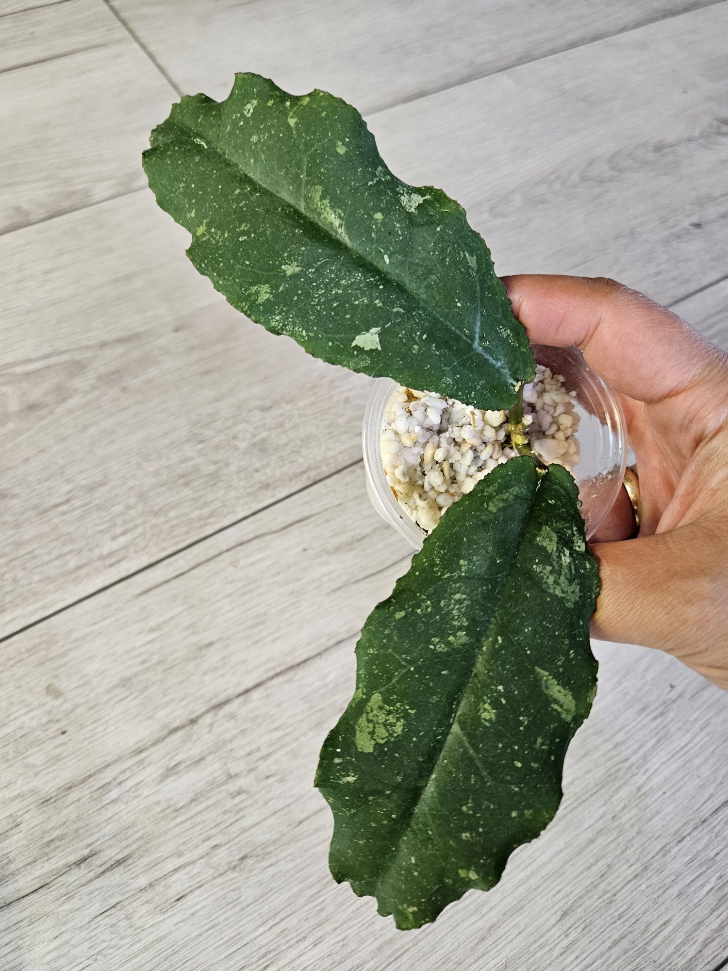 Hoya undulata Black