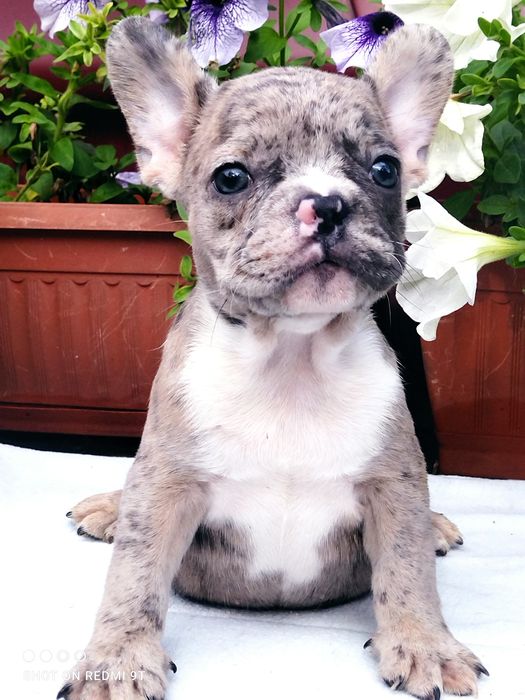 Французы мини и стандарт.