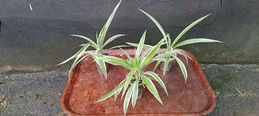 Хлорофітум, традиції, драцена, монстера Манкі