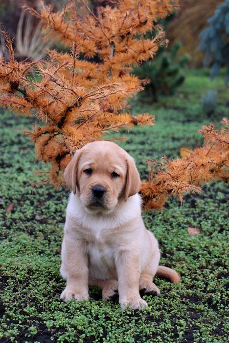 Цуценята Лабрадор ретривер