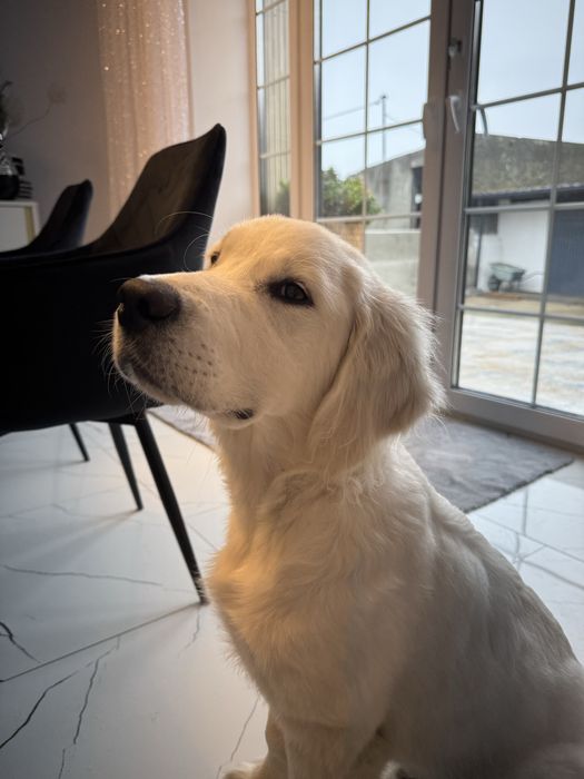 Golden Retriever FCI ZKwP Piesek Po Championie PL *GOTOWY DO ODBIORU*