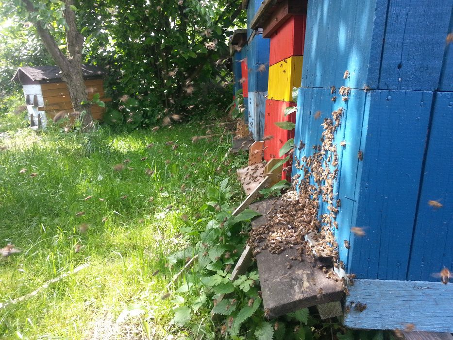 Matki pszczele nieunasiennione , Nieska/Alpejka/Sklenar/Hinderhofer