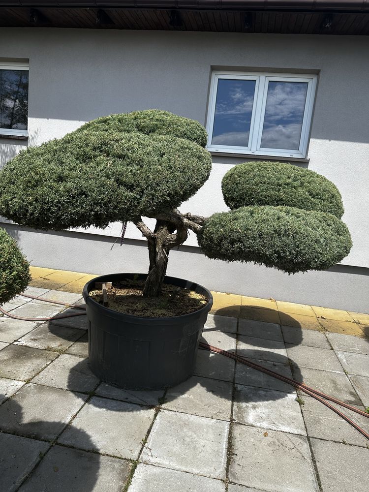 Cis hilli 110-125cm   donica grubyKatalpy klon laurowiśnia  szmaragd