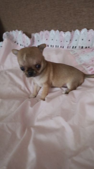 Чіхуахуа хлопці і дівачинка