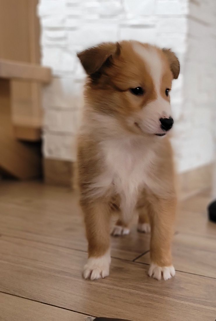 Border Collie Śliczny Piesek Wyjątkowy