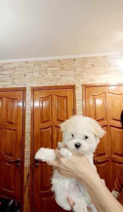 Щенки Мальтезе, мальтийская болонка