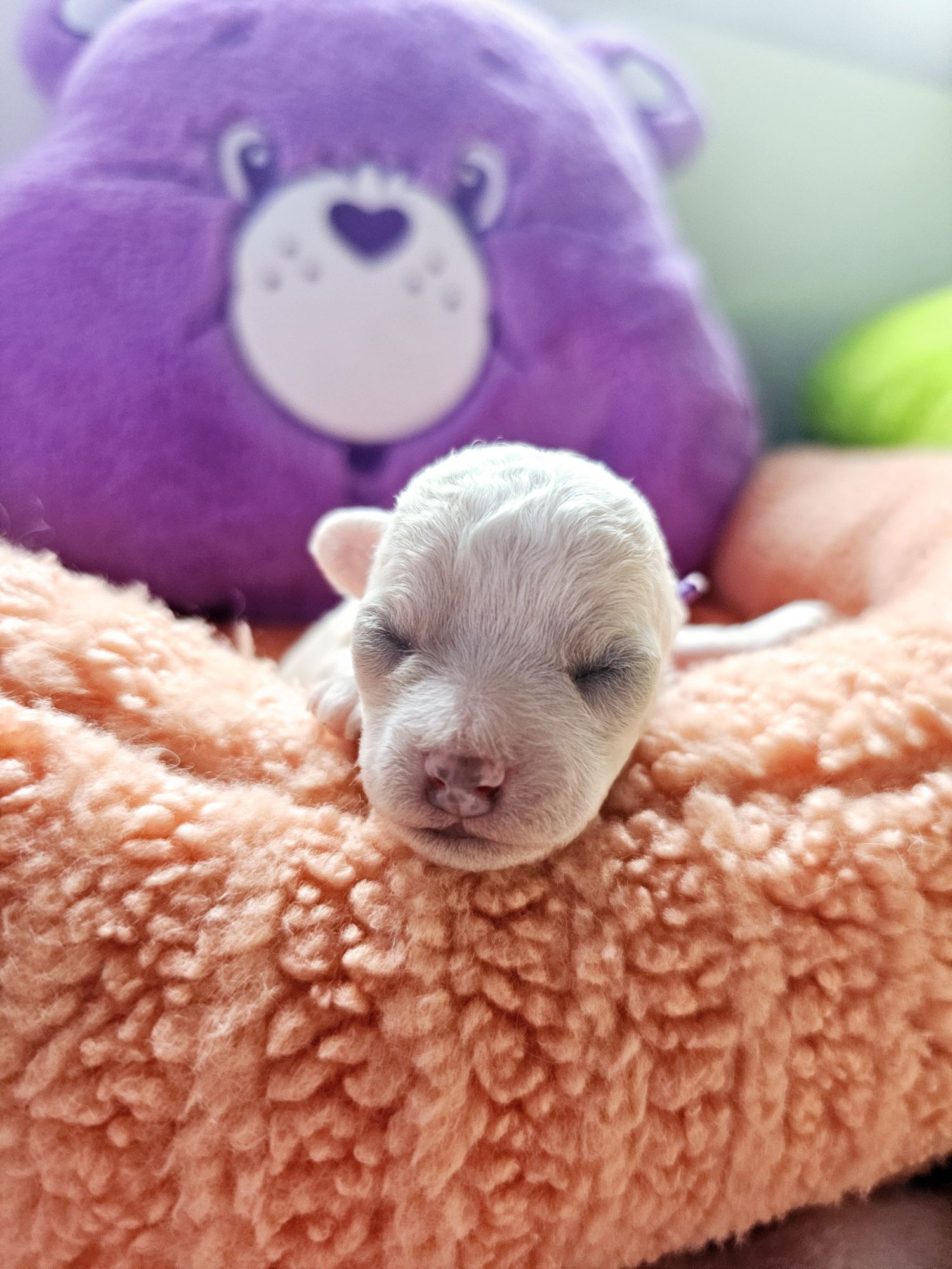 Bichon frise Cotton Monkey FCI ZkwP sunia