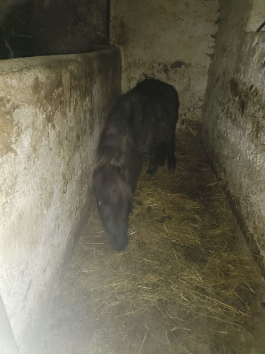 Skup koni każdej wadze razie także krowy każdej kondycji