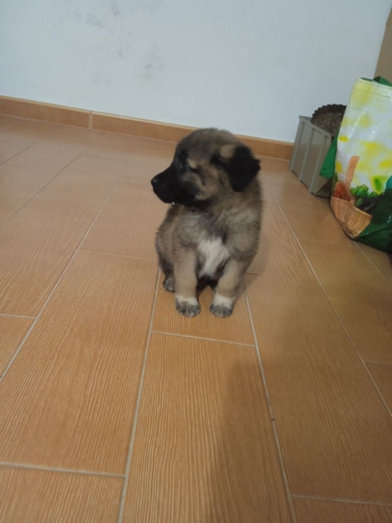 Cachorrinho Serra da Estrela