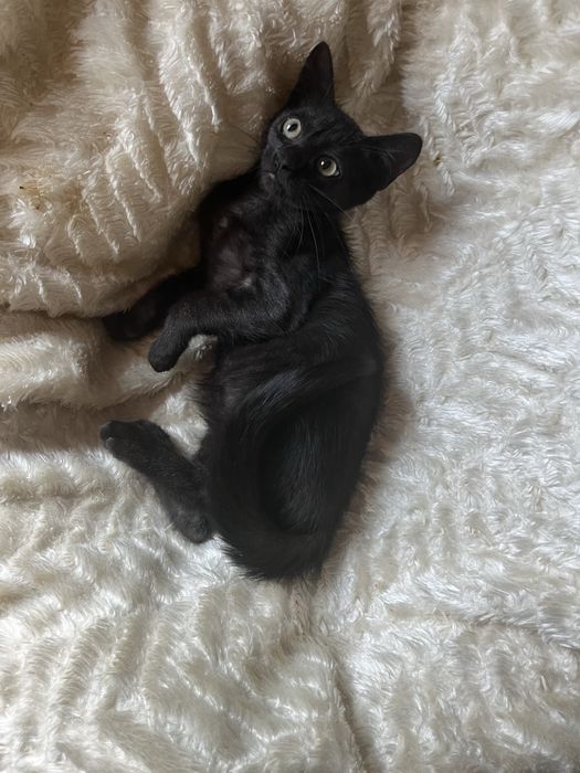 Киця, кошка, котики, котенята, котеня, котёнок, котята