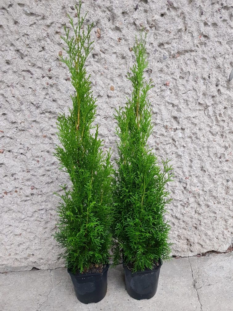 Thuja tuja Szmaragd 70cm