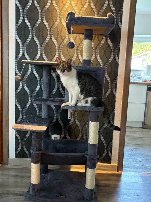 Drapak dla kota 143 cm – Wieża, hamak, słupek, szary – Wysyłka Gratis