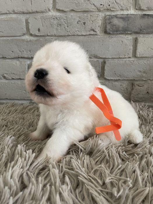 Piesek samoyed, Zwiazek Kynologiczny w Polsce